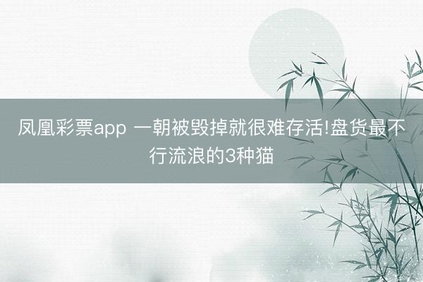 凤凰彩票app 一朝被毁掉就很难存活!盘货最不行流浪的3种猫