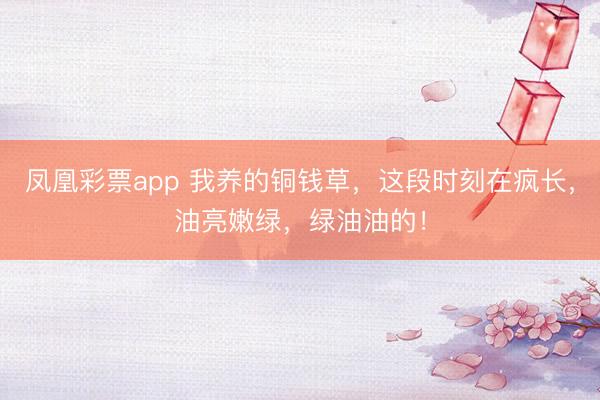 凤凰彩票app 我养的铜钱草，这段时刻在疯长，油亮嫩绿，绿油油的！
